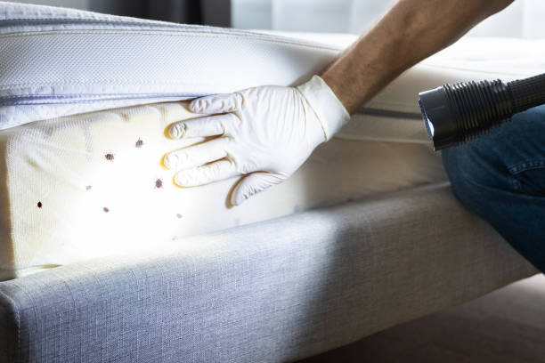 Best Insect Control  in Fruit Cove, FL