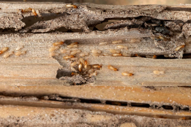 Best Residential Pest Control  in Fruit Cove, FL